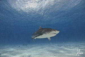 Tiger Sharks patrol Tiger Beach and mingle with many of t... by Steven Anderson 